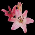 Lily - Asiatic - Light Pink (3+ blooms)